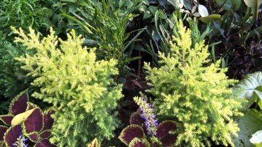 çok amaçlı kullanım için yeşil bitkilerin manzarası