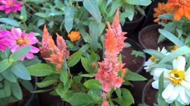 Renkli çiçek ve bitkilerin manzarası