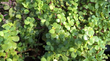 Crassula ovata, yaygın olarak yeşim taşı bitkisi, şanslı bitki, para bitkisi veya para ağacı olarak bilinir.