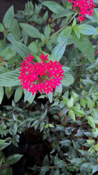 Vista Panoramica Fiori Piante Colore Rosso — Foto Stock