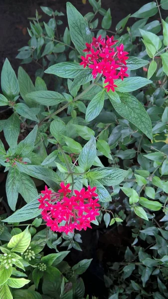 Színes Kilátás Piros Színű Virágok Növények — Stock Fotó