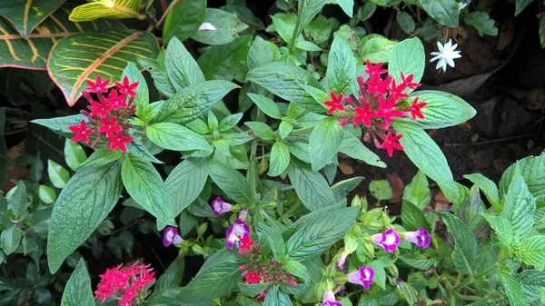 Malowniczy Widok Czerwonego Koloru Kwiaty Rośliny — Zdjęcie stockowe