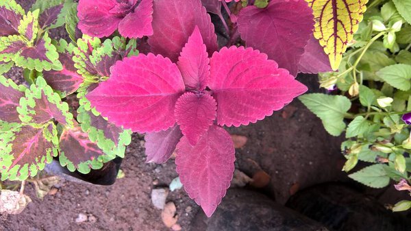 coleus plants also called Coleus blumei or Plectranthus scutellarioides 