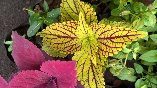 科氏植物也被称为蓝梅 Coleus Blumei 或白花菜 Plectranthus Scutelloides — 图库照片