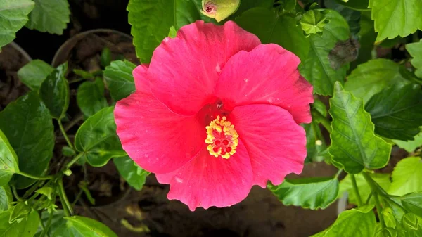 Çok Amaçlı Kullanım Için Hibiscus Veya Rosemlet Çiçeğinin Manzarası — Stok fotoğraf