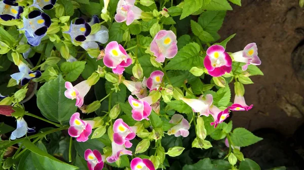 Veduta Panoramica Torenia Fournieri Chiamato Anche Come Fiore Wishbone Fiori — Foto Stock