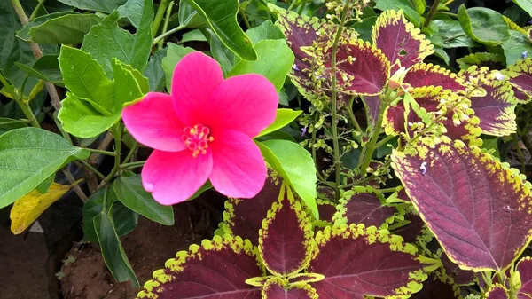 Malebný Pohled Ibišek Nebo Růžový Květ Pro Víceúčelové Použití — Stock fotografie