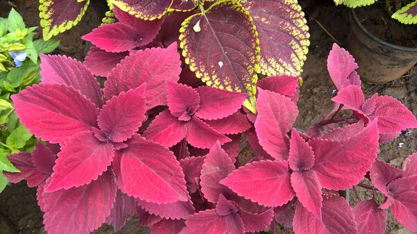 coleus plants also called Coleus blumei or Plectranthus scutellarioides 