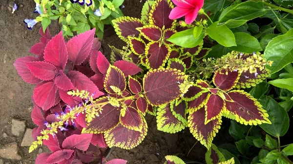 Coleus Növények Más Néven Coleus Blumei Vagy Plectranthus Scutellarioides — Stock Fotó