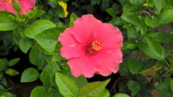 Çok Amaçlı Kullanım Için Hibiscus Veya Rosemlet Çiçeğinin Manzarası — Stok fotoğraf