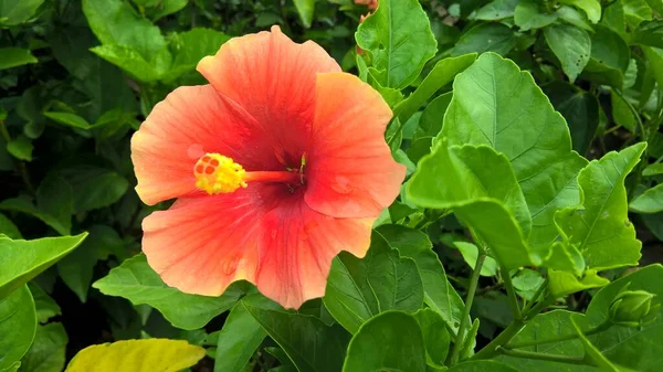 Vista Panorâmica Hibisco Flor Rosmanapermitir Para Uso Multiúso — Fotografia de Stock