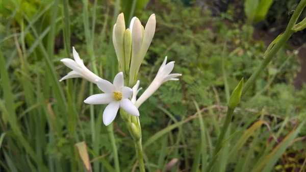 Agave Amica Tuberose Flower Also Known Rajanigandha Nishigandha — Stock Photo, Image