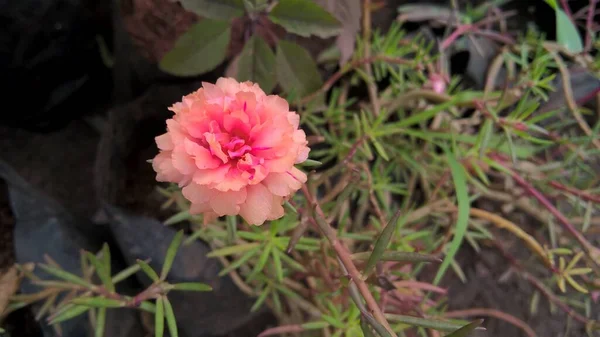 Renkli Çiçek Bitkilerin Manzarası — Stok fotoğraf