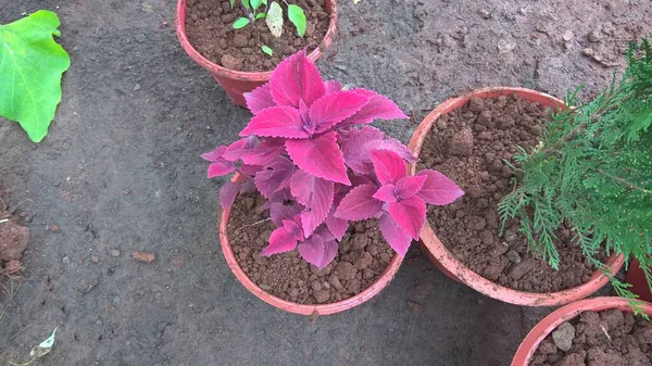 科氏植物也被称为蓝梅 Coleus Blumei 或白花菜 Plectranthus Scutelloides — 图库照片