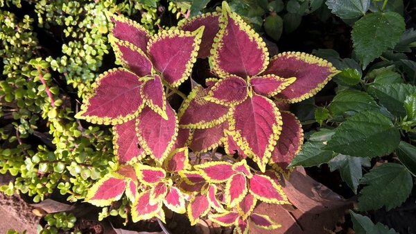 coleus plants also called Coleus blumei or Plectranthus scutellarioides 