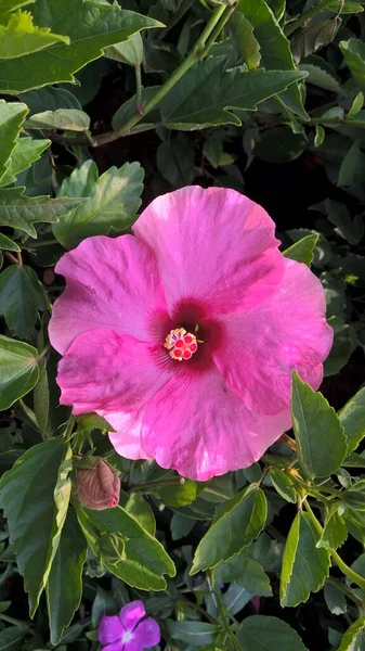 Vista Panorâmica Hibisco Flor Rosada — Fotografia de Stock