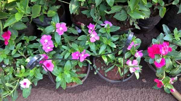 Kataranthus Virágok Más Néven Periwinkle Vagy Sadabahar Virág Növény — Stock Fotó