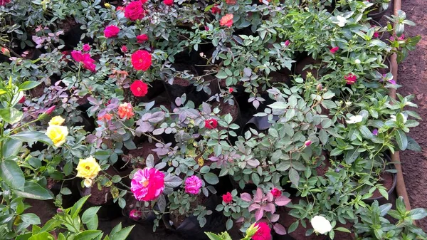 Vue Panoramique Sur Les Fleurs Les Plantes Rose Usage Multiple — Photo