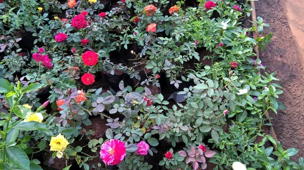 Vista Panorámica Flores Rosas Plantas Para Uso Multiusos —  Fotos de Stock