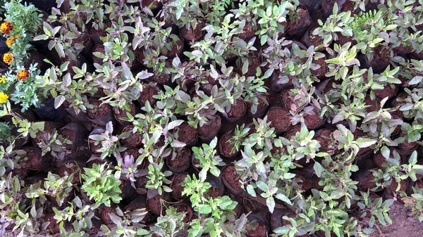 Basilic Sacré Ocimum Tenuiflorum Aussi Appelé Plantes Tulsi — Photo