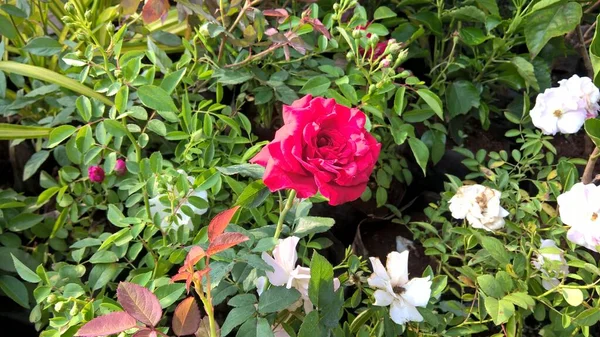 Vista Cênica Flores Rosas Plantas Para Uso Multiúso — Fotografia de Stock