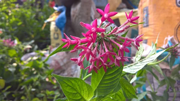 Vista Panorámica Flores Plantas Color Rosa Para Uso Multiuso — Foto de Stock