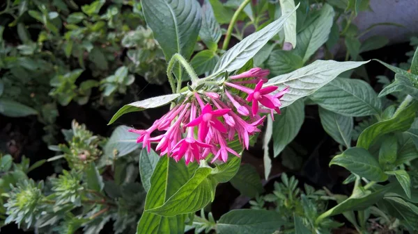 Мальовничий Вид Квіти Рожевого Кольору Рослини Багатоцільового Використання — стокове фото