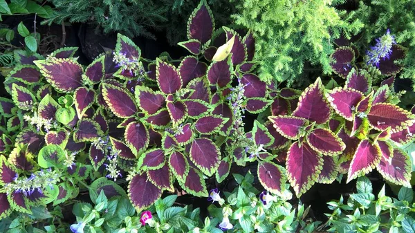 Coleus Blumei Plectranthus Scutellarioides 라고도 불리는 — 스톡 사진