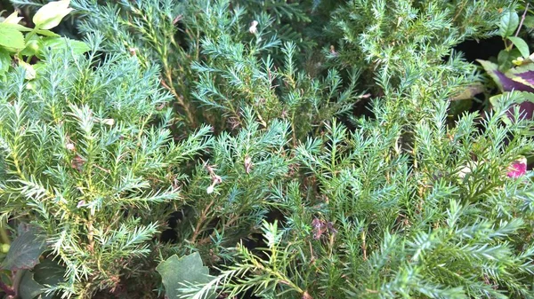 Vista Panorâmica Plantas Folhas Verdes Para Uso Multiúso — Fotografia de Stock