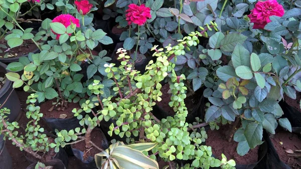 Crassula Ovata Communément Appelé Plante Jade Plante Chanceuse Plante Argent — Photo