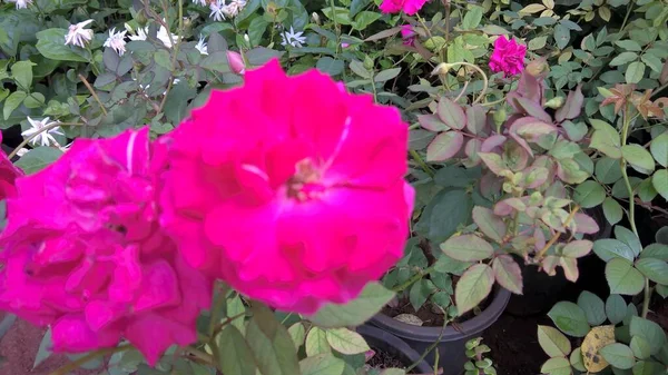 Szenische Ansicht Von Rosenblüten Und Pflanzen Für Den Mehrzweck Einsatz — Stockfoto