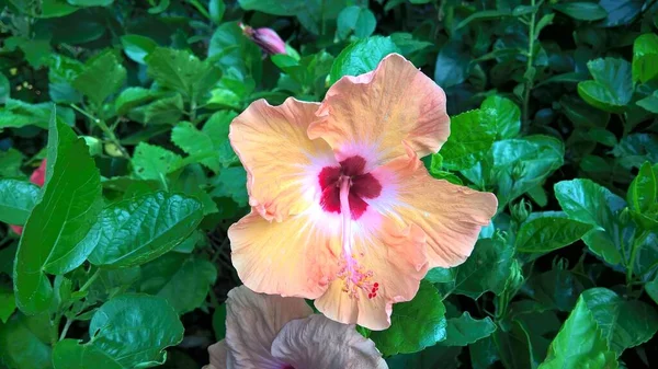 Vista Panorâmica Hibisco Flor Rosada — Fotografia de Stock