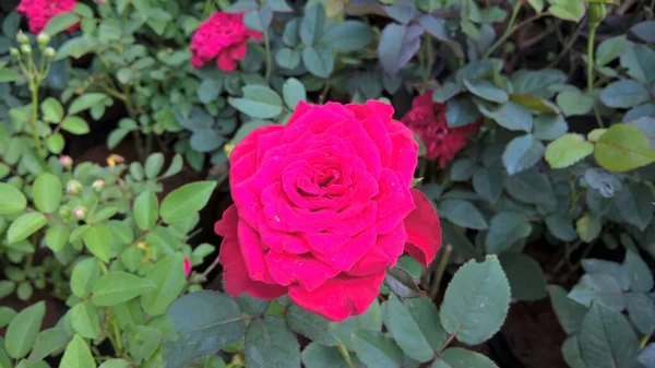 Γραφική Άποψη Των Τριαντάφυλλων Λουλούδια Και Φυτά Για Χρήση Πολλαπλών — Φωτογραφία Αρχείου