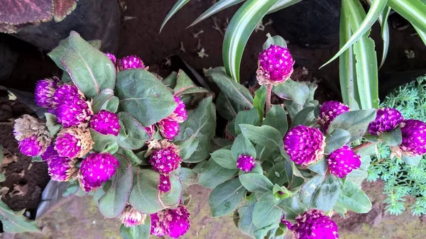 Malowniczy Widok Kolorowych Kwiatów Roślin — Zdjęcie stockowe