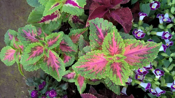 Schilderachtige Weergave Van Coleus Planten Ook Wel Coleus Blumei Plectranthus — Stockfoto