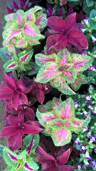 Schilderachtige Weergave Van Coleus Planten Ook Wel Coleus Blumei Plectranthus — Stockfoto