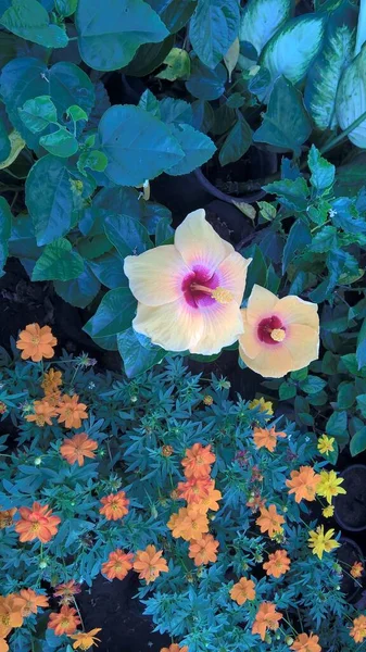 Malerischer Blick Auf Hibiskus Oder Rosmarinblüte — Stockfoto