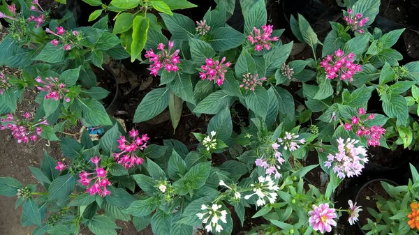 Çok Amaçlı Kullanım Için Pembe Renk Çiçekleri Bitkilerin Manzarası — Stok fotoğraf