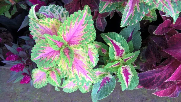 Vista Panorámica Las Plantas Coleus También Llamadas Coleus Blumei Plectranthus —  Fotos de Stock