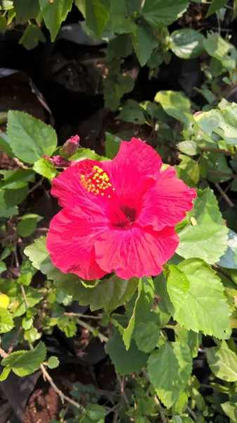 Vista Panorámica Colorido Hibiscus Flor Rosemallow Plantas Para Uso Multiusos —  Fotos de Stock