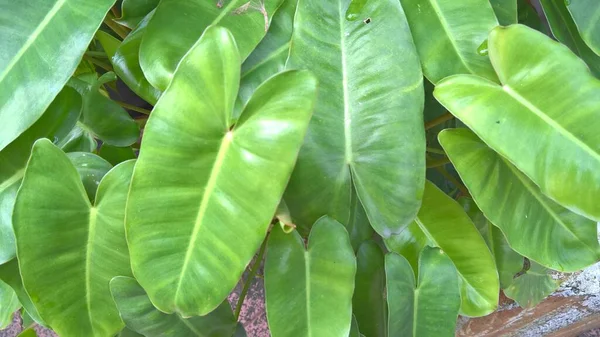 Vista Panorámica Hojas Plantas Verdes Para Uso Multipropósito — Foto de Stock