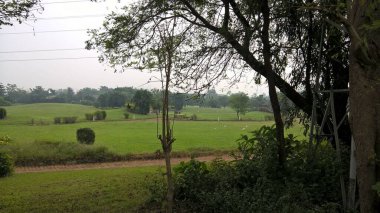 Çok amaçlı kullanım için yeşil bitkilerin ve ağaçların manzaralı manzarası