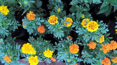 Tagetes çiçeklerinin ve bitkilerin manzarası