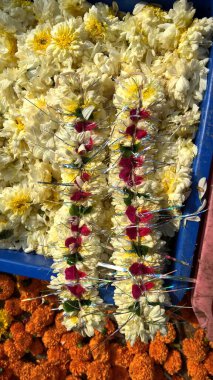 Beyaz Shevanti ya da Kasımpatı çiçeklerinin manzarası