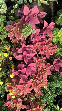 Coleus blumei ya da Plectranthus scutellarioides olarak da adlandırılan çok amaçlı bitkilerin manzarası 