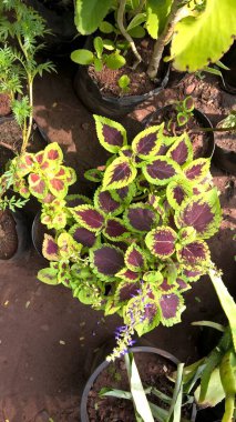 Coleus blumei ya da Plectranthus scutellarioides olarak da adlandırılan çok amaçlı bitkilerin manzarası 
