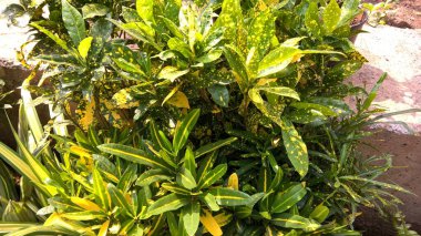 Çok amaçlı kullanım için yeşil yaprakların ve bitkilerin manzarası