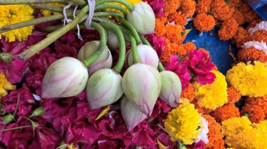 çok amaçlı kullanım için nilüfer çiçeği tomurcuklarının manzarası