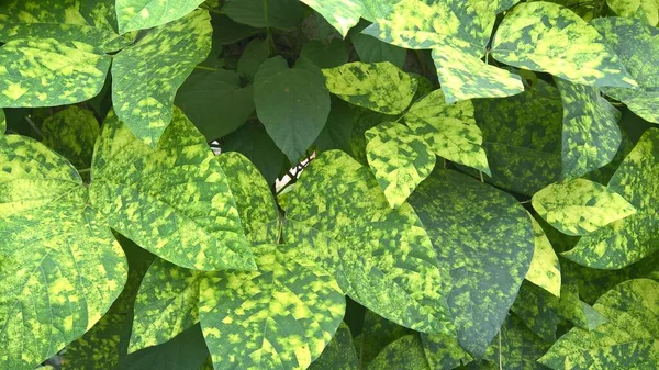 Scenic View Green Leaves Plants Multipurpose Use — Stock Photo, Image