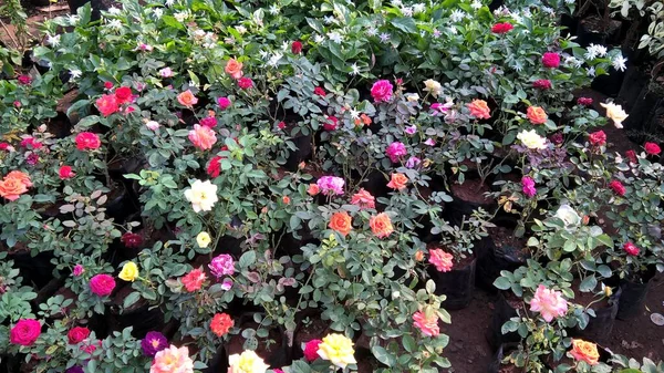 Vista Panorámica Coloridas Flores Plantas Rosas —  Fotos de Stock